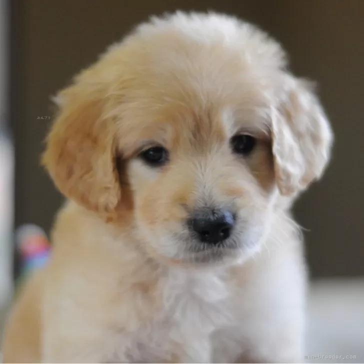 ID:2412-02774の子犬