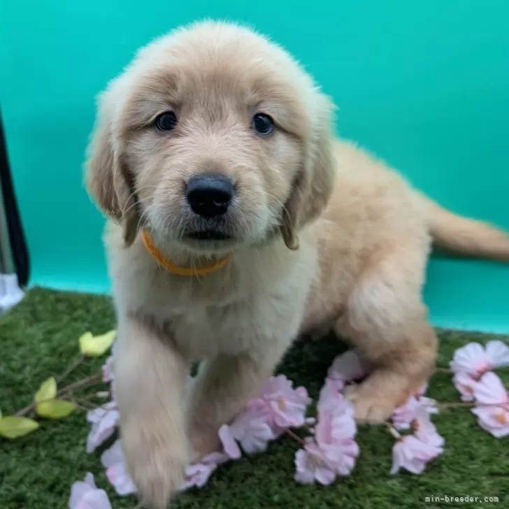 くまさん☆ 様のお迎えした子犬