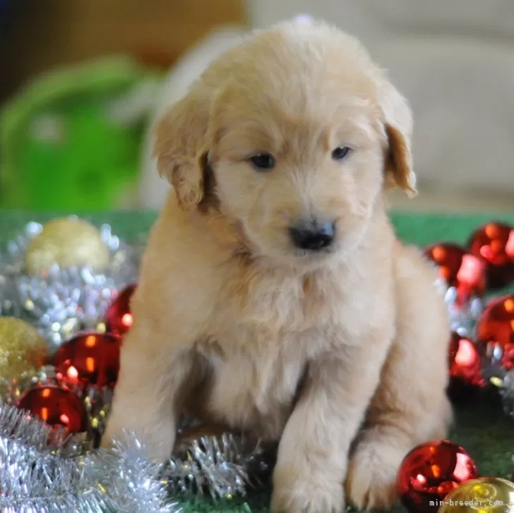 ID：2412-02780の子犬