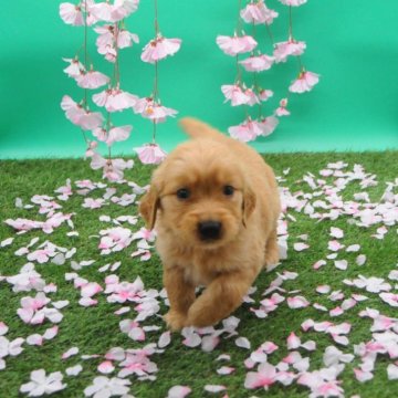 ゴールデンレトリバーの子犬を探す｜ブリーダー直販の子犬販売