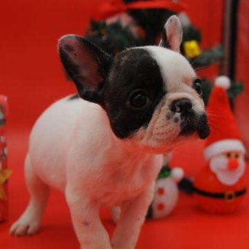 フレンチブルドッグ【岡山県・女の子・2025年10月11日・パイド】の写真「💖私をプレゼントにいかがですか💖」