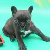 フレンチブルドッグ