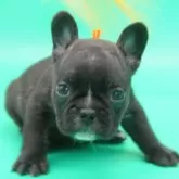 フレンチブルドッグ