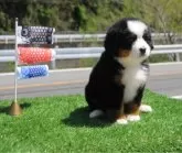 バーニーズ・マウンテン・ドッグ【岡山県・女の子・2025年3月13日・ブラックラスト&ホワイト】の写真3