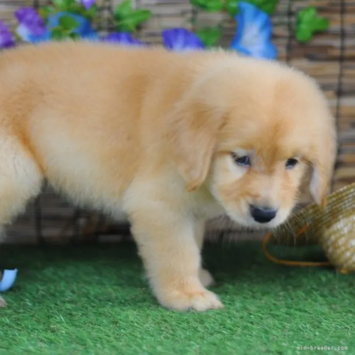 ID:2307-04470の子犬