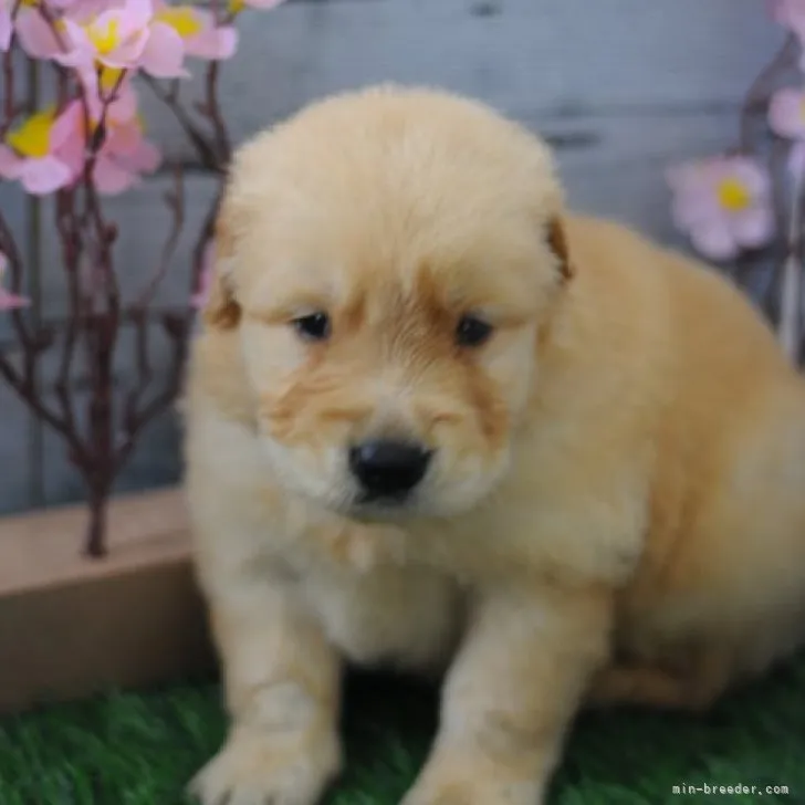 ID：2303-04729の子犬