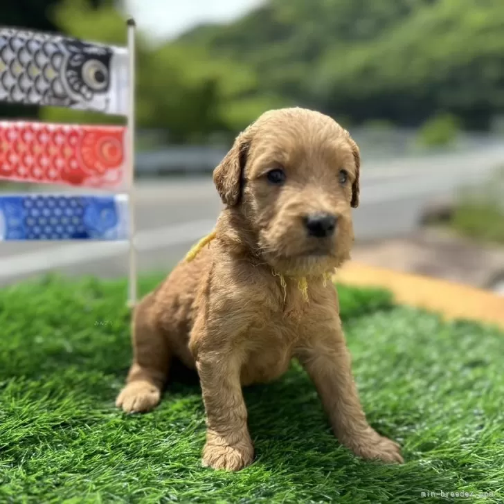 ID:2405-00299の子犬