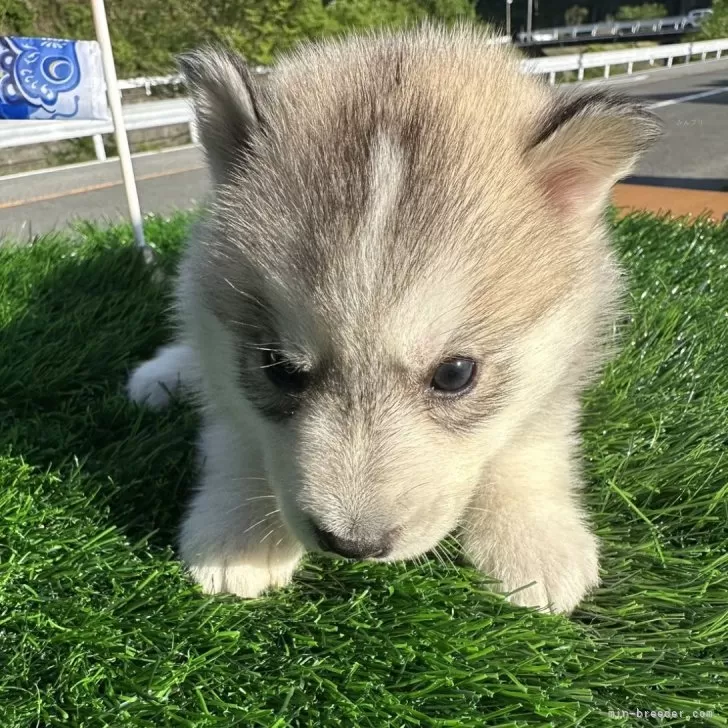 ID:2404-05793の子犬