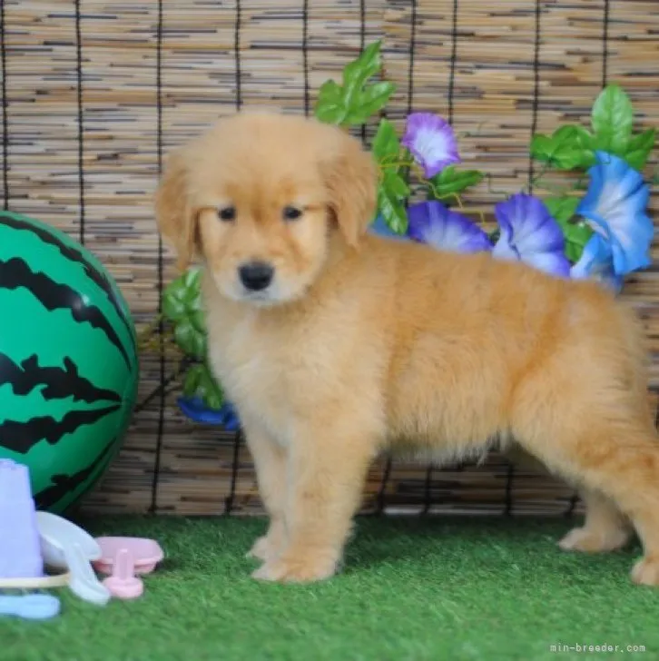 ID:2307-04466の子犬