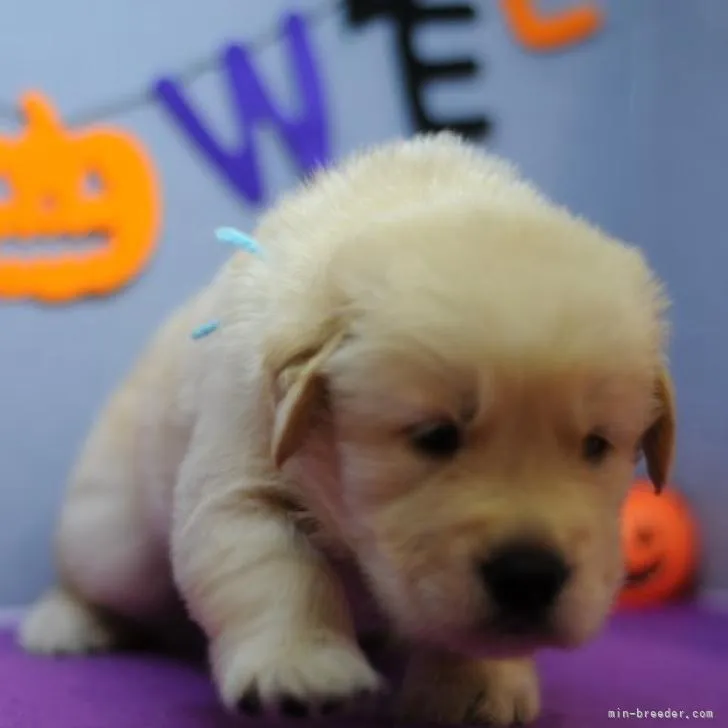ID:2209-01511の子犬