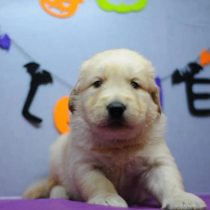 ID:2209-01510の子犬