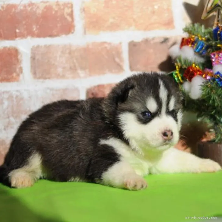 ID:2212-02263の子犬
