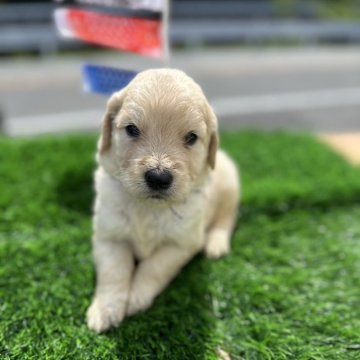 ゴールデンドゥードル(プードル×ゴールデンレトリバー)【岡山県・男の子・2024年4月4日・クリーム】の写真「2番目の長男デス💕」