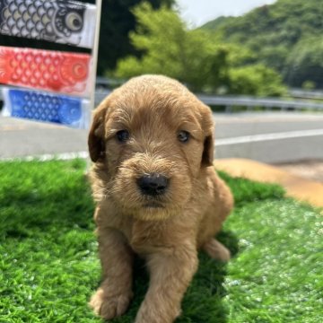 ゴールデンドゥードル(プードル×ゴールデンレトリバー)【岡山県・女の子・2024年4月4日・アプリコット】の写真「1番目の長女デス💕」