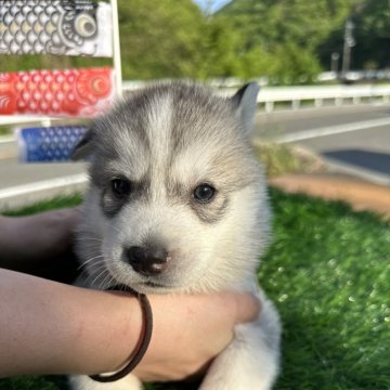 シベリアンハスキー【岡山県・男の子・2024年3月29日・シルバー&ホワイト】の写真「8兄妹の6番目、五男です💕」