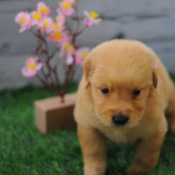 ゴールデンレトリバー【岡山県・男の子・2023年2月23日・ゴールド】の写真「20日までの限界値下げ😆‼️今しかない‼️」