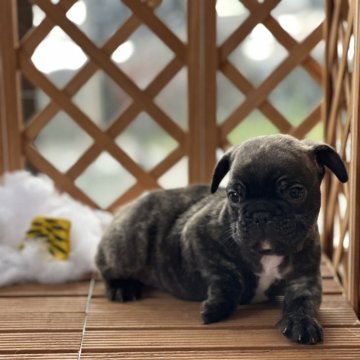 フレンチブルドッグ【岡山県・男の子・2023年12月23日・ブリンドル】の写真「全て込みの価格です😆」