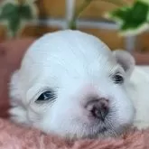 マルチーズ【愛知県・女の子・2024年10月28日・ホワイト】の写真10