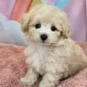 ミックス(トイプードル×ミックス)【愛知県・男の子・2025年7月26日・アプリコット】の写真8