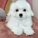 マルチーズ【愛知県・女の子・2025年7月29日・ホワイト】の写真6