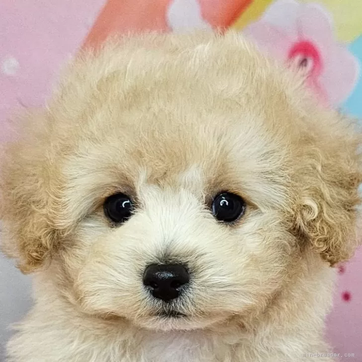 ID：2508-03043の子犬