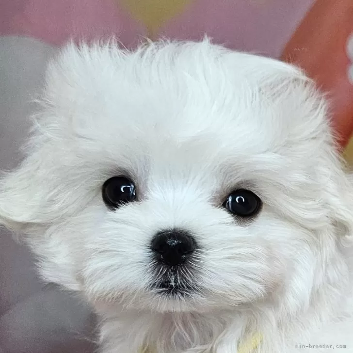 ID：2508-08869の子犬