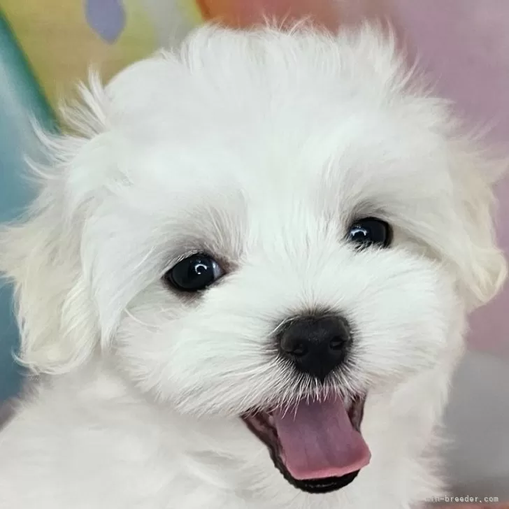 ID:2508-04088の子犬