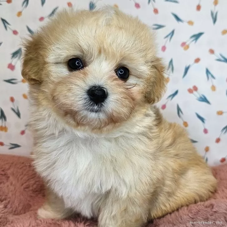 K.T 様のお迎えした子犬