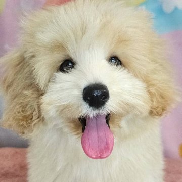 ミックス(トイプードル×ミックス)【愛知県・女の子・2025年7月26日・アプリコット】の写真「マルプー×トイプードル6兄妹🐾長女ちゃん🧡」