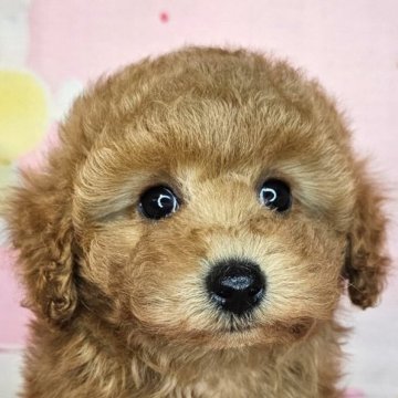 トイプードル(トイ)【愛知県・女の子・2024年12月14日・レッド】の写真「トイプードル三姉弟💓‪長女ちゃん🐾」