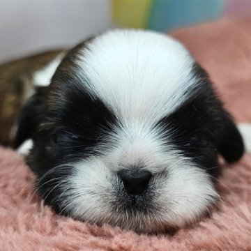 シーズー【愛知県・男の子・2025年11月23日・ゴールド&ホワイト】の写真「💓シーズー3兄妹💓‪次男くん💚🐾」