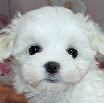 マルチーズ【愛知県・男の子・2025年2月8日・ホワイト】の写真「マルチーズ3姉弟🐶長男くん💕」