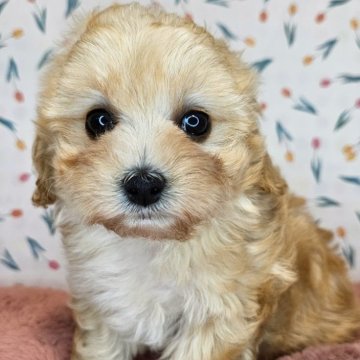 マルプー(マルチーズ×トイプードル)【愛知県・女の子・2024年10月22日・アプリコット】の写真「マルプー三兄妹💓‪次女ちゃん🐾」