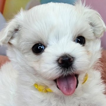 マルチーズ【愛知県・女の子・2025年8月9日・ホワイト】の写真「マルチーズ4兄妹💓‪次女ちゃん💛🐾」