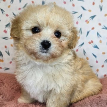 マルプー(マルチーズ×トイプードル)【愛知県・女の子・2024年10月22日・アプリコット】の写真「マルプー三兄妹💓‪長女ちゃん🐾」