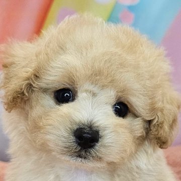 ミックス(トイプードル×ミックス)【愛知県・男の子・2025年7月26日・アプリコット】の写真「マルプー×トイプードル6兄妹🐾次男くん💚」
