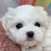 マルチーズ