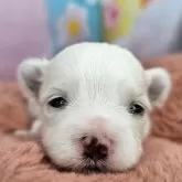 マルチーズ