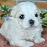 マルチーズ【愛知県・女の子・2024年10月28日・ホワイト】の写真1
