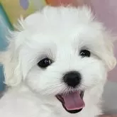 マルチーズ