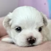 マルチーズ