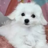 マルチーズ【愛知県・女の子・2025年7月29日・ホワイト】の写真2