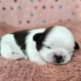 シーズー【愛知県・女の子・2025年11月23日・ゴールド&ホワイト】の写真7