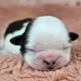 シーズー【愛知県・女の子・2025年11月23日・ゴールド&ホワイト】の写真8