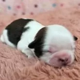 シーズー【愛知県・女の子・2025年11月23日・ゴールド&ホワイト】の写真10