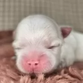 マルチーズ【愛知県・女の子・2024年10月28日・ホワイト】の写真14