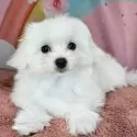 マルチーズ【愛知県・女の子・2025年7月29日・ホワイト】の写真7