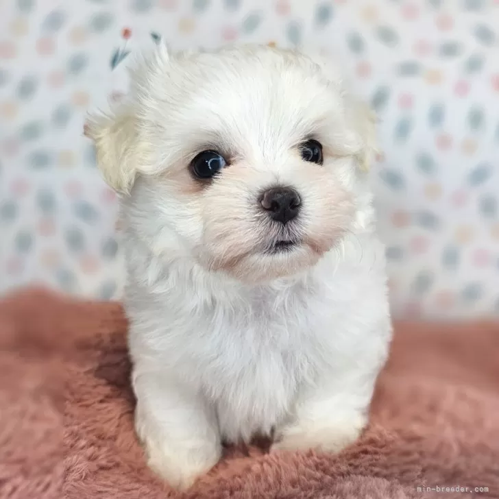 M.K 様のお迎えした子犬