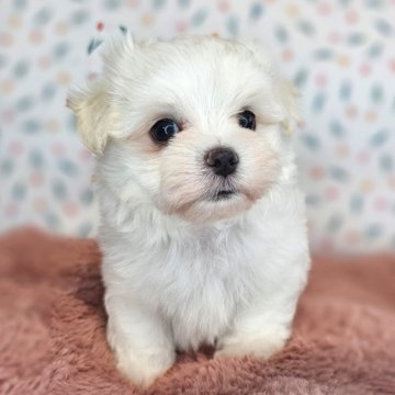 マルチーズ【愛知県・男の子・2024年6月26日・ホワイト】の写真「マルチーズ三兄妹🐶長男君💕」