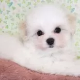 マルチーズ【愛知県・男の子・2023年10月29日・ホワイト】の写真1